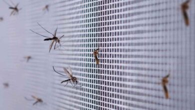 Plant these plants in your house before Monsoon, Mosquitoes and Flies will stay away