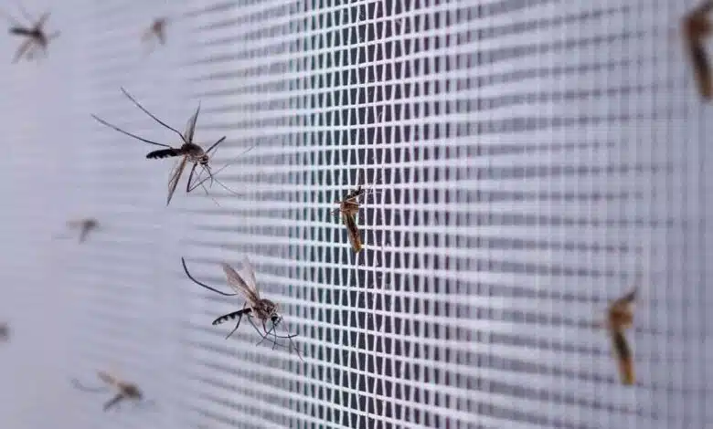 Plant these plants in your house before Monsoon, Mosquitoes and Flies will stay away