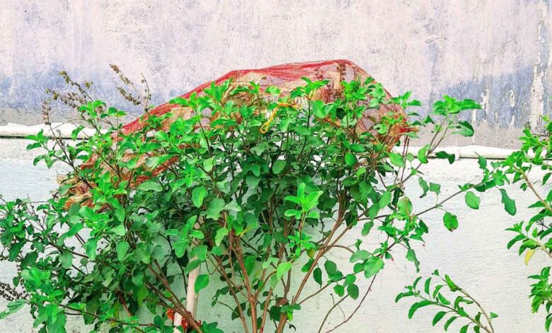 Should a lamp be lit near Tulsi on Sunday or not