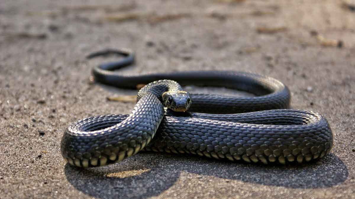 Snakes will not come near your house, just plant these plants