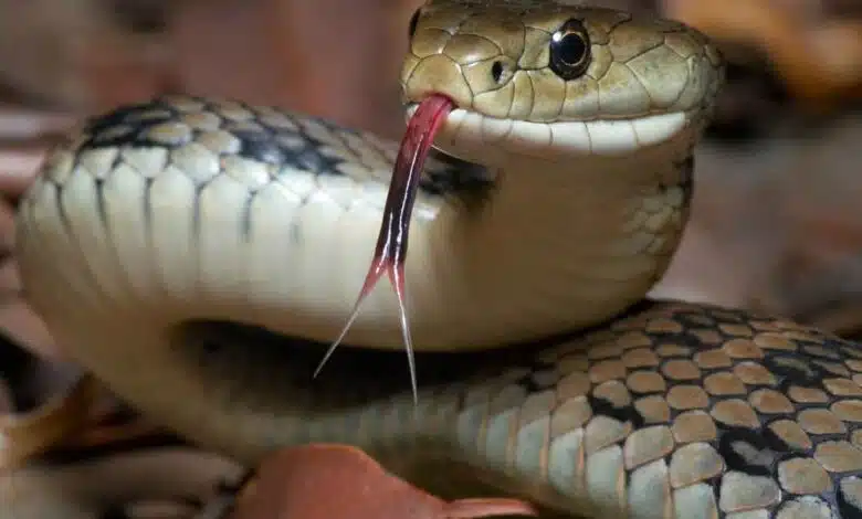 Snakes will not come near your house, just plant these plants