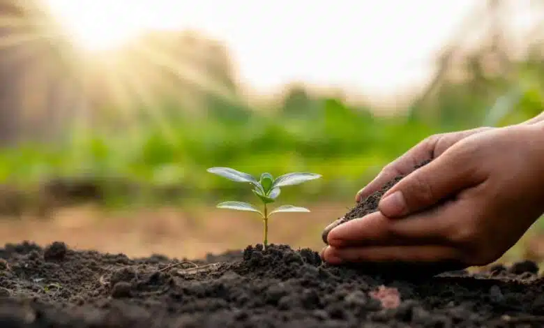 Take special care of trees and plants during the Rainy Season, these tips will come in handy