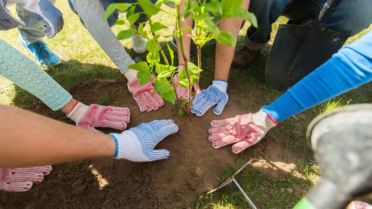 Take special care of trees and plants during the Rainy Season, these tips will come in handy