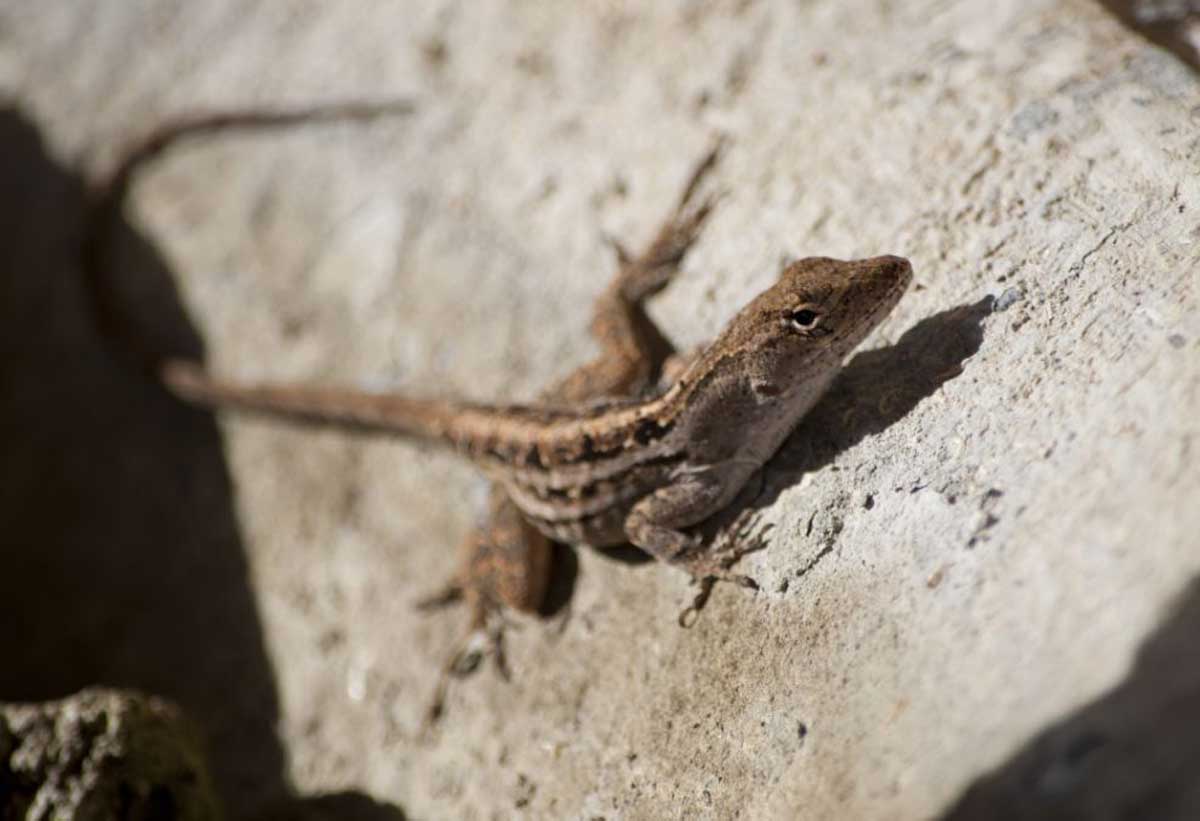 The Center took serious action on the matter of lizard being found in breakfast served at Telangana Model School