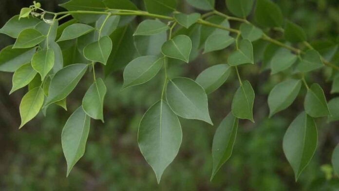 The bark of the Sheesham Tree is the killer of these 7 diseases