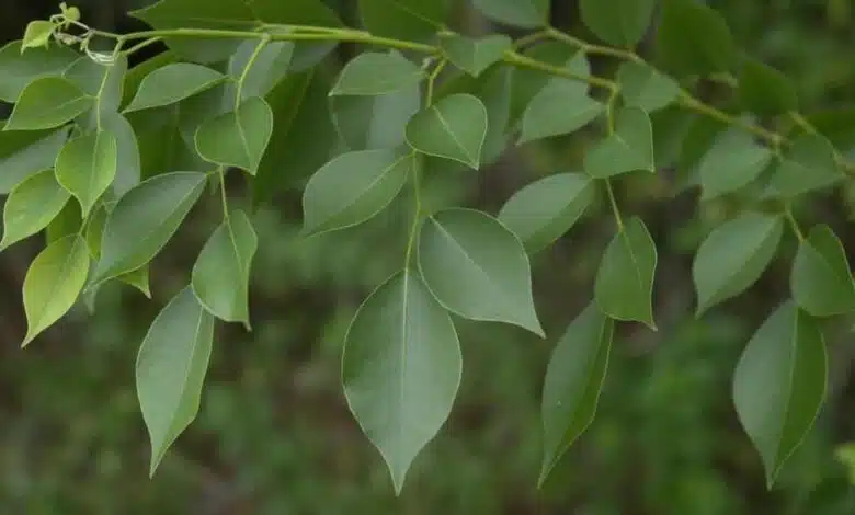 The bark of the Sheesham Tree is the killer of these 7 diseases
