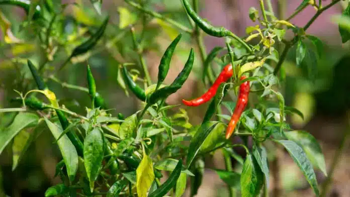 These are the world's hottest Chillies, people are scared to even touch them, let alone eat them