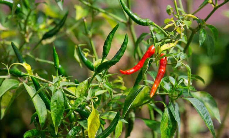 These are the world's hottest Chillies, people are scared to even touch them, let alone eat them