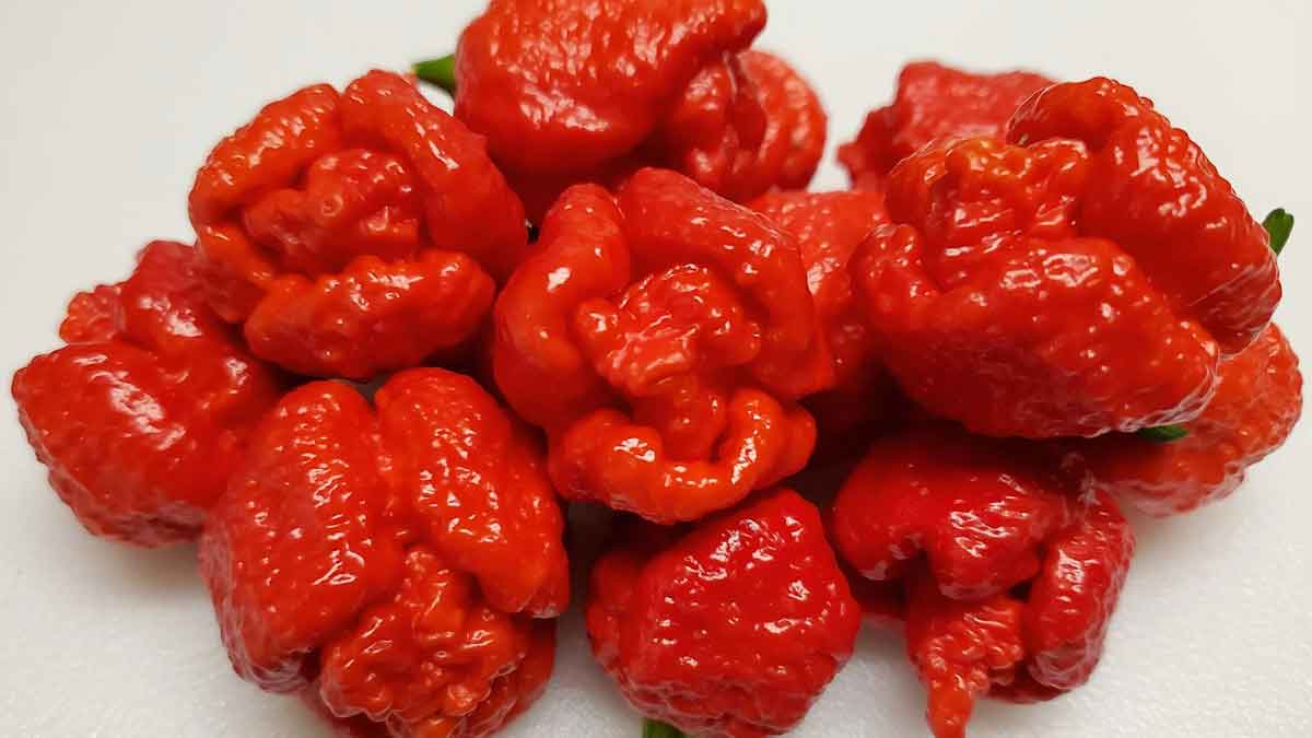 These are the world's hottest Chillies, people are scared to even touch them, let alone eat them