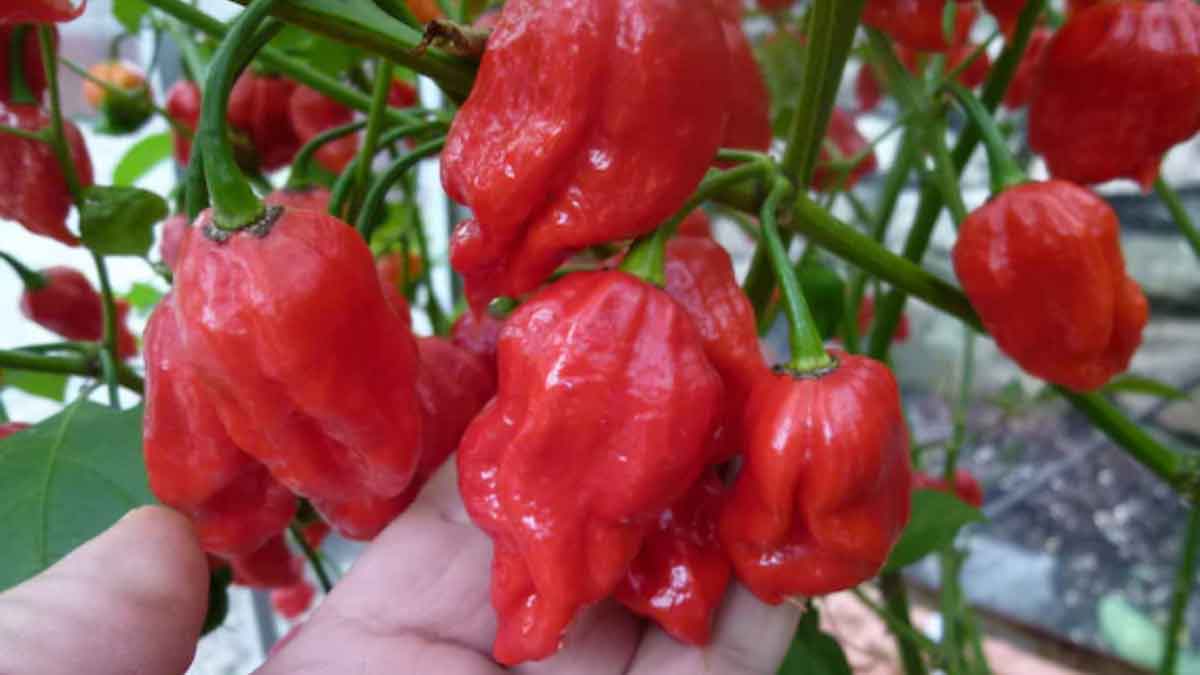 These are the world's hottest Chillies, people are scared to even touch them, let alone eat them