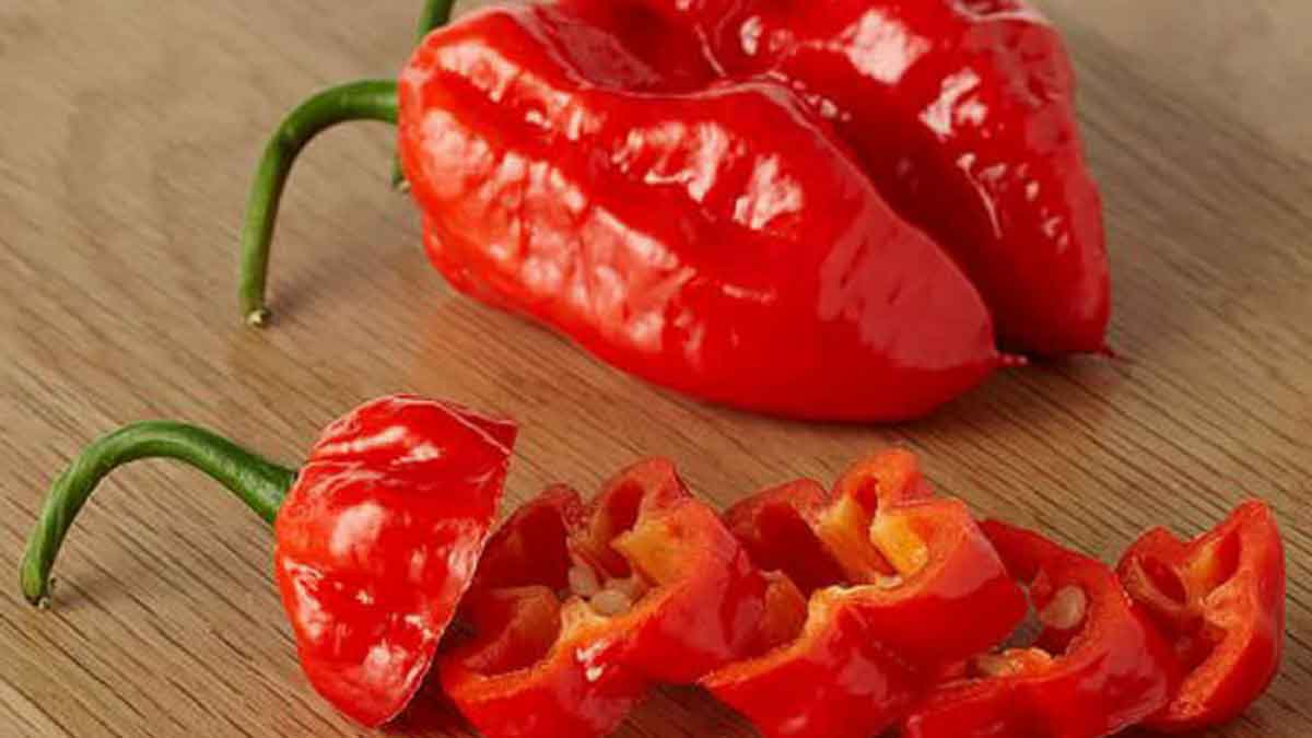 These are the world's hottest Chillies, people are scared to even touch them, let alone eat them