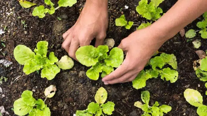 To avoid poisonous air, plant these Plants at home, you will get Plenty of Oxygen