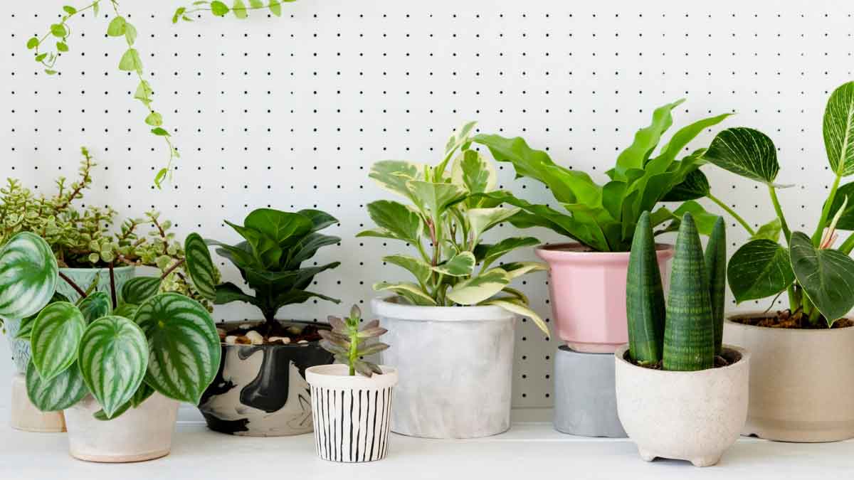 To avoid poisonous air, plant these Plants at home, you will get Plenty of Oxygen