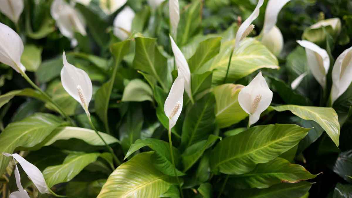 To avoid poisonous air, plant these Plants at home, you will get Plenty of Oxygen