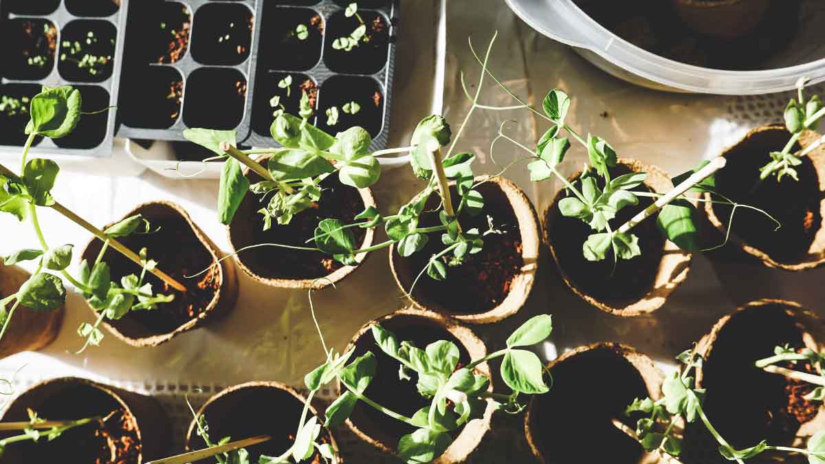 To avoid poisonous air, plant these Plants at home, you will get Plenty of Oxygen