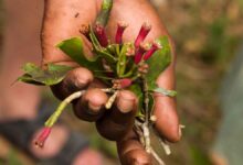 Top secret method of growing Clove plant at home