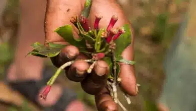 Top secret method of growing Clove plant at home