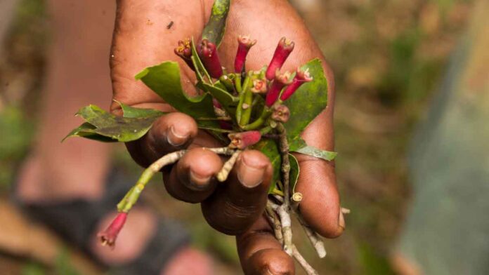 Top secret method of growing Clove plant at home