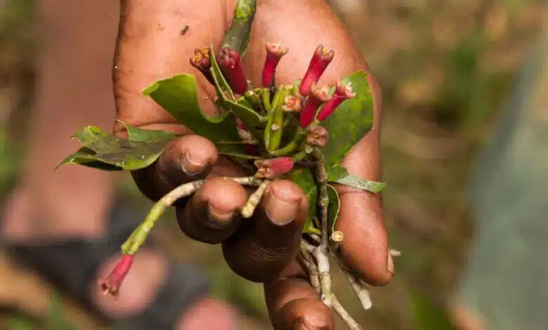 Top secret method of growing Clove plant at home