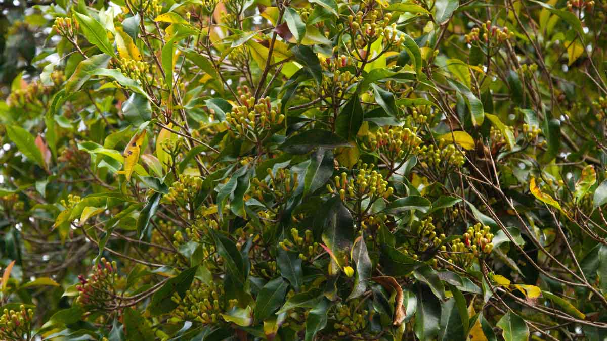 Top secret method of growing Clove plant at home