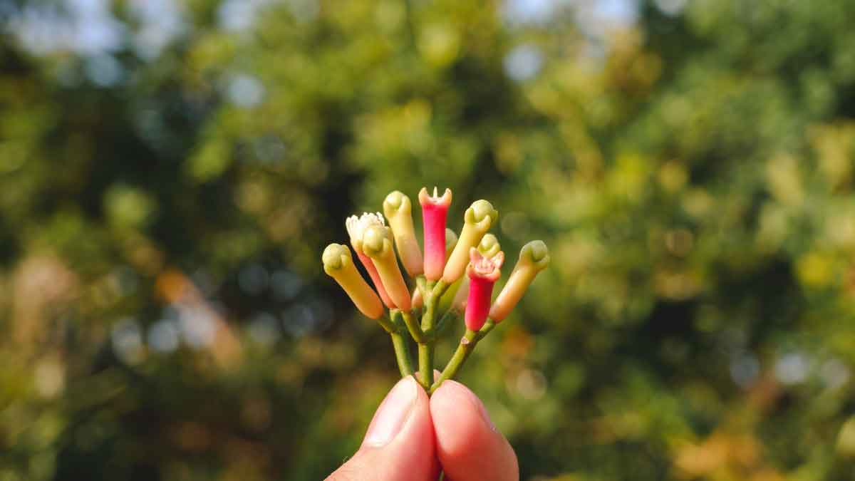 Top secret method of growing Clove plant at home