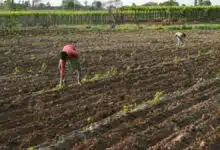 Tripura gov approves Rs 22 cr for farmers affected by cyclone Midhili