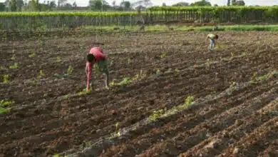 Tripura gov approves Rs 22 cr for farmers affected by cyclone Midhili
