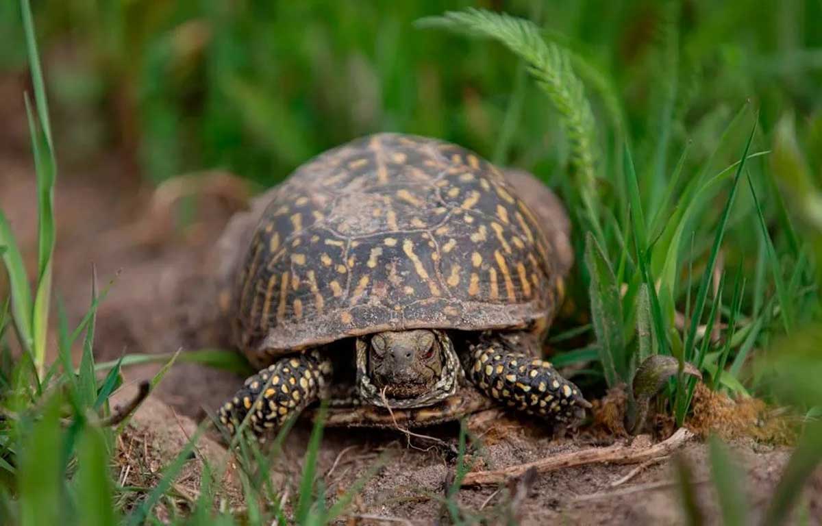 UP police arrested smuggler of turtles and animals