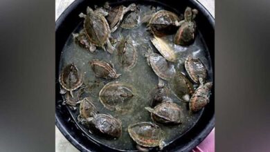 UP police arrested smuggler of turtles and animals