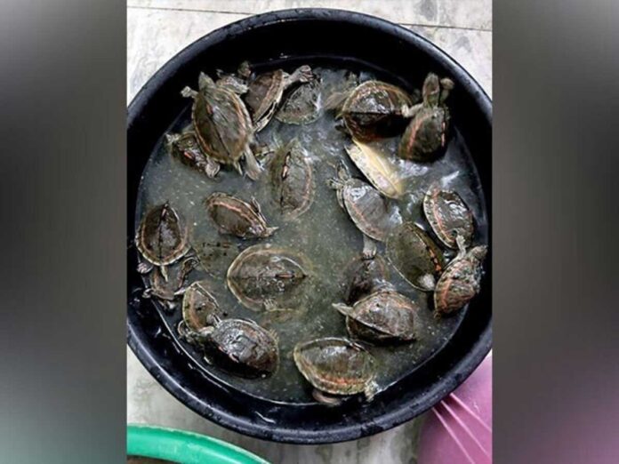 UP police arrested smuggler of turtles and animals