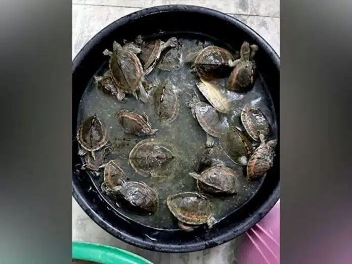 UP police arrested smuggler of turtles and animals