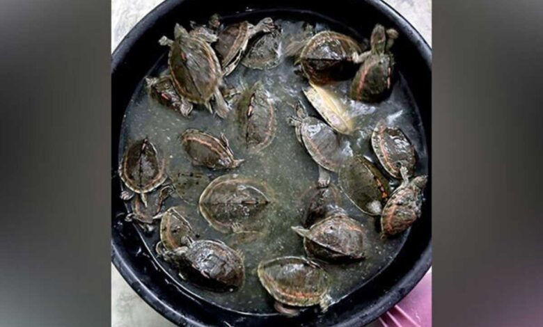 UP police arrested smuggler of turtles and animals