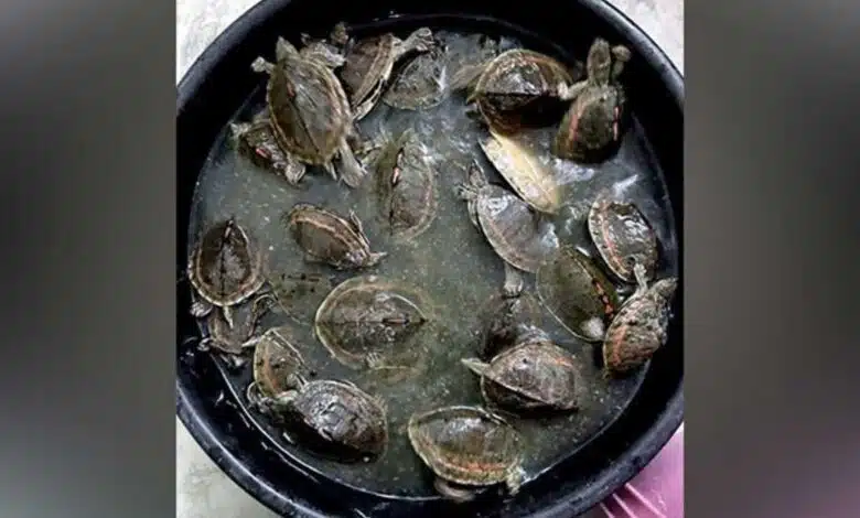 UP police arrested smuggler of turtles and animals