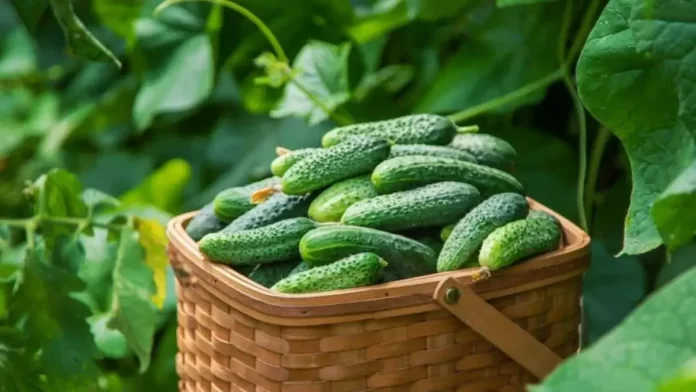 What benefits does the body get by eating cucumber seeds