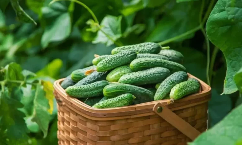 What benefits does the body get by eating cucumber seeds