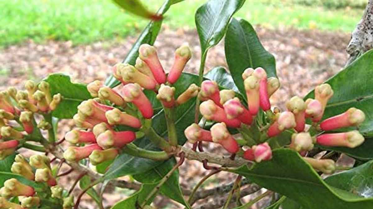 You can easily grow Clove plant in a pot, this is the right way