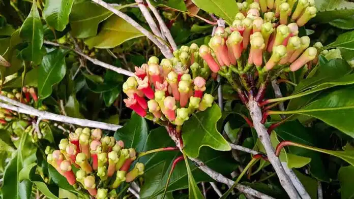 You can easily grow Clove plant in a pot, this is the right way