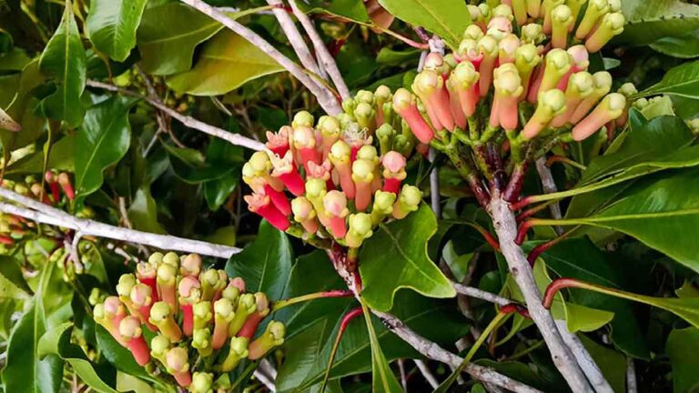 Clove plant: गमले में आसानी से उगा सकते हैं लौंग का पौधा, ये है सही तरीका