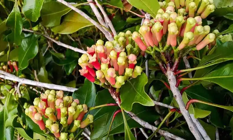 You can easily grow Clove plant in a pot, this is the right way