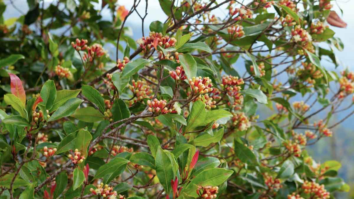 You can easily grow Clove plant in a pot, this is the right way