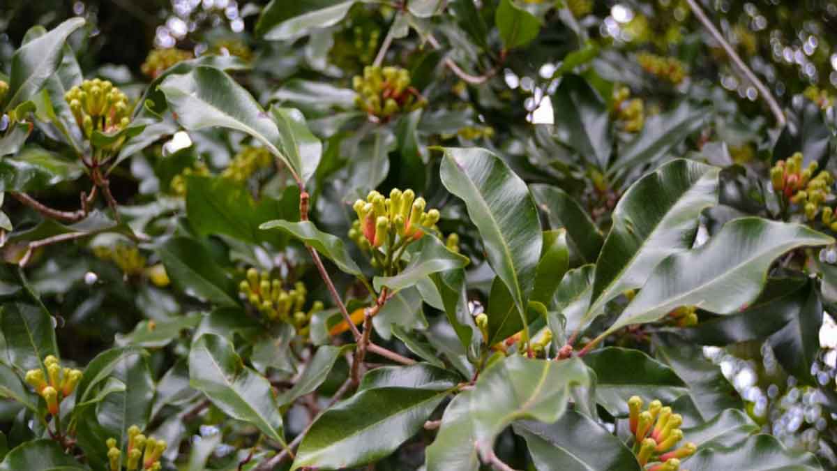 You can easily grow Clove plant in a pot, this is the right way