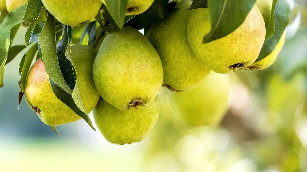 You must eat Pear during Monday fast, know its benefits