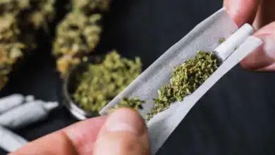 BSF arrested smuggler with 40 kg ganja and 150 bottles of banned cough syrup In West Bengal