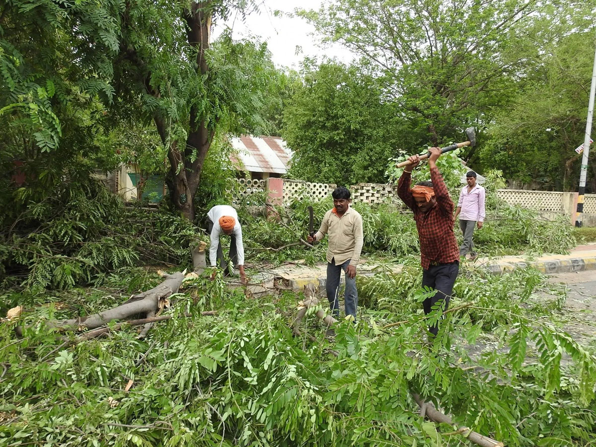 Delhi HC seeks report from forest dept on felling of trees near monument Mazar e Ghalib in Nizamuddin area