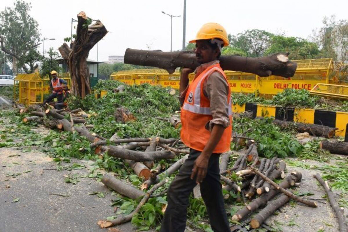 Delhi HC seeks report from forest dept on felling of trees near monument Mazar e Ghalib in Nizamuddin area