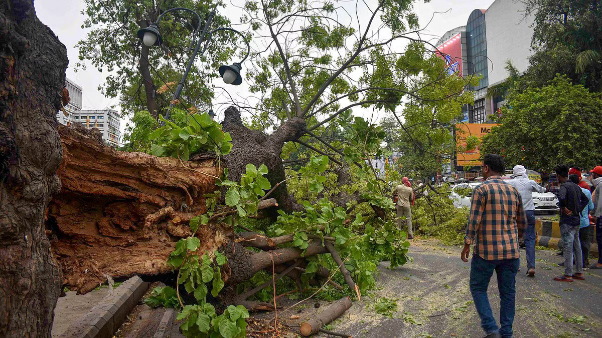 Delhi HC seeks report from forest dept on felling of trees near monument Mazar e Ghalib in Nizamuddin area