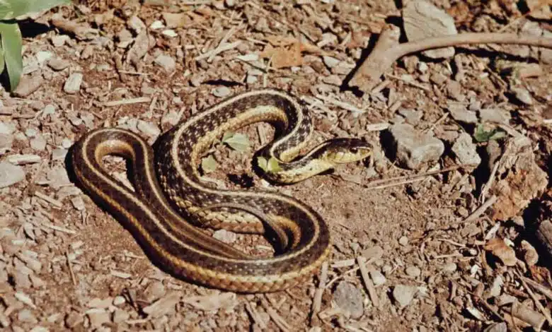 If you see a Snake in your house, do these 6 things without screaming