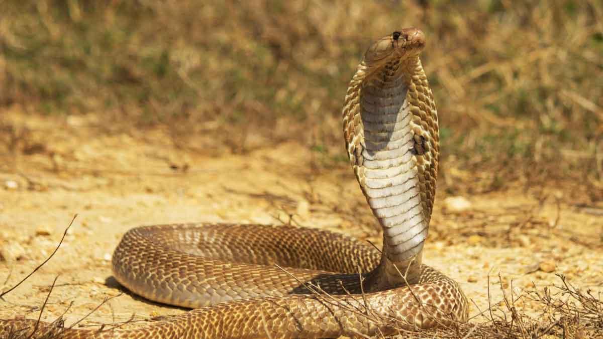 If you see a Snake in your house, do these 6 things without screaming