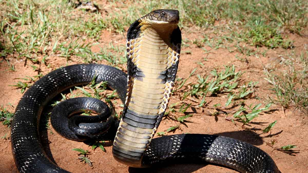 If you see a Snake in your house, do these 6 things without screaming