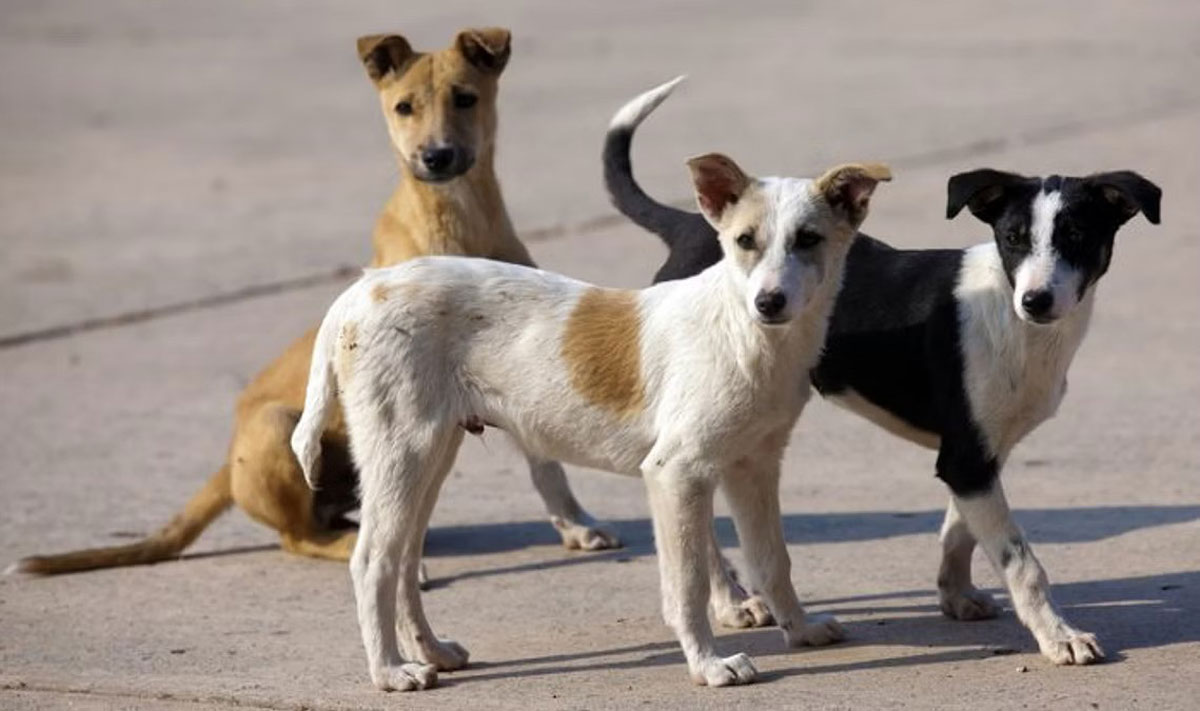 Stray dog ​​beaten to death in TelanganaStray dog ​​beaten to death in Telangana